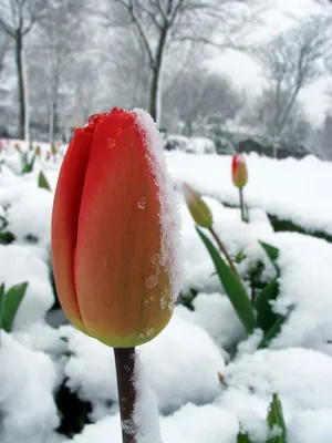 Тюльпаны в снегу. :: Людмила Грибоедова – Социальная сеть ФотоКто