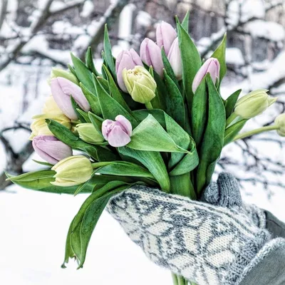 Тюльпаны на снегу» — создано в Шедевруме
