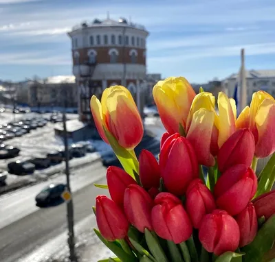 Тюльпаны в снегу и зимние селфи. Как молодечненцы отреагировали на снег 11  мая (фото, видео) - Kraj.by