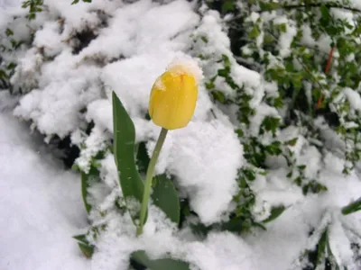 Снег идет, но тюльпаны цветут (Victoria) / Читать онлайн