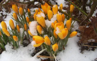 Тюльпаны в снегу - Изображения - Каталог файлов - Литсеть