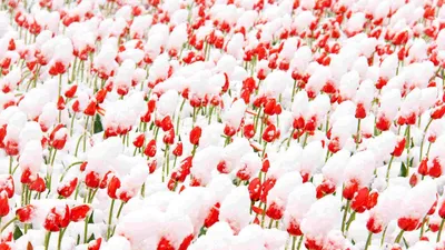 Тюльпаны под снегом стоковое изображение. изображение насчитывающей  замерзано - 93405429