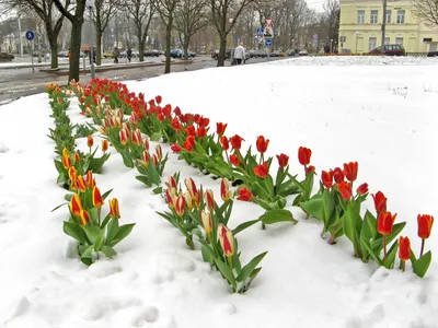 Тюльпаны в снегу» — создано в Шедевруме
