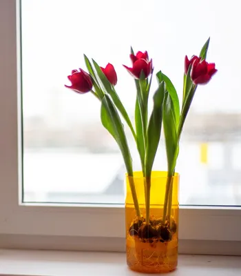 Розовые тюльпаны в вазе купить в Москве с доставкой недорого – id 5741 |  Roses Delivery