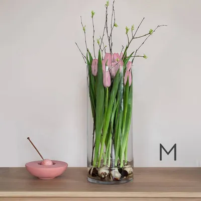 Как дольше сохранить срезанные тюльпаны в домашних условиях | В цветнике  (Огород.ru)