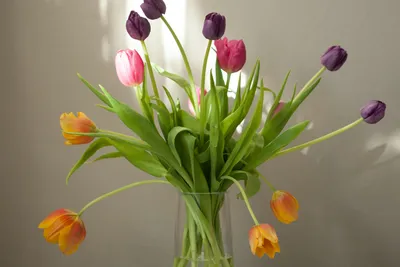 Тюльпаны в вазе стоковое изображение. изображение насчитывающей цвет -  28744743