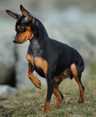 Английский той-терьер (English toy terrier) (Породы собак) английский той  терьер фото, английский той терьер купить, порода английский терьер,  английские породы собак, той терьер фото, той терьер описание Энциклопедия  о животных EGIDA.BY