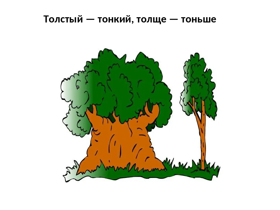 Понятие толстый тонкий. Толстое и тонкое дерево. Толстый и тонкий. Толстый тонкий для детей дерево.