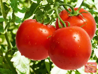 Томат (Solanum lycopersicum) — описание, выращивание, фото | на LePlants.ru