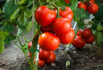 Как выбрать сорт томатов для выращивания в открытом грунте