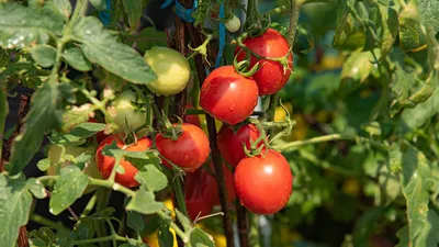 Чего боится томат, или как вырастить богатый урожай | Вслух.ru