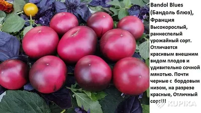 Томат Очи черные 20 шт. Сибирский Сад — купить в Ярцево: цена за штуку,  характеристики, фото