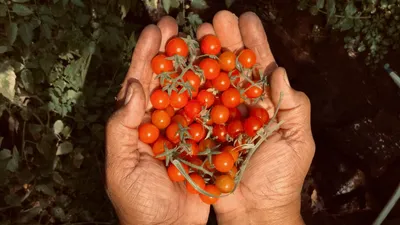 Топ-13 морозоустойчивых сортов и гибридов томатов разных сроков созревания  | AgroMarket интернет магазин семян