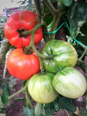 Топ 10 сортов томатов в 2022 году - Good Harvest | Семена | Удобрения |  Средства защиты растений
