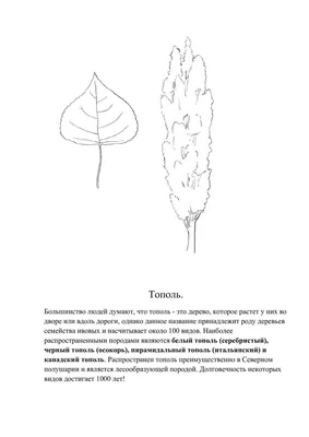 Раскраски Тополь для детей (36 шт.) - скачать или распечатать бесплатно  #24503