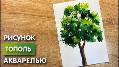 РАЗВИТИЕ РЕБЕНКА: Строение Дерева. Листья Деревьев.