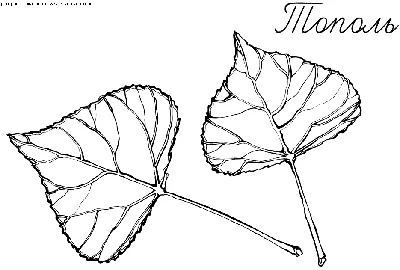 Раскраски Тополь. Скачать и распечатать раскраски Тополь