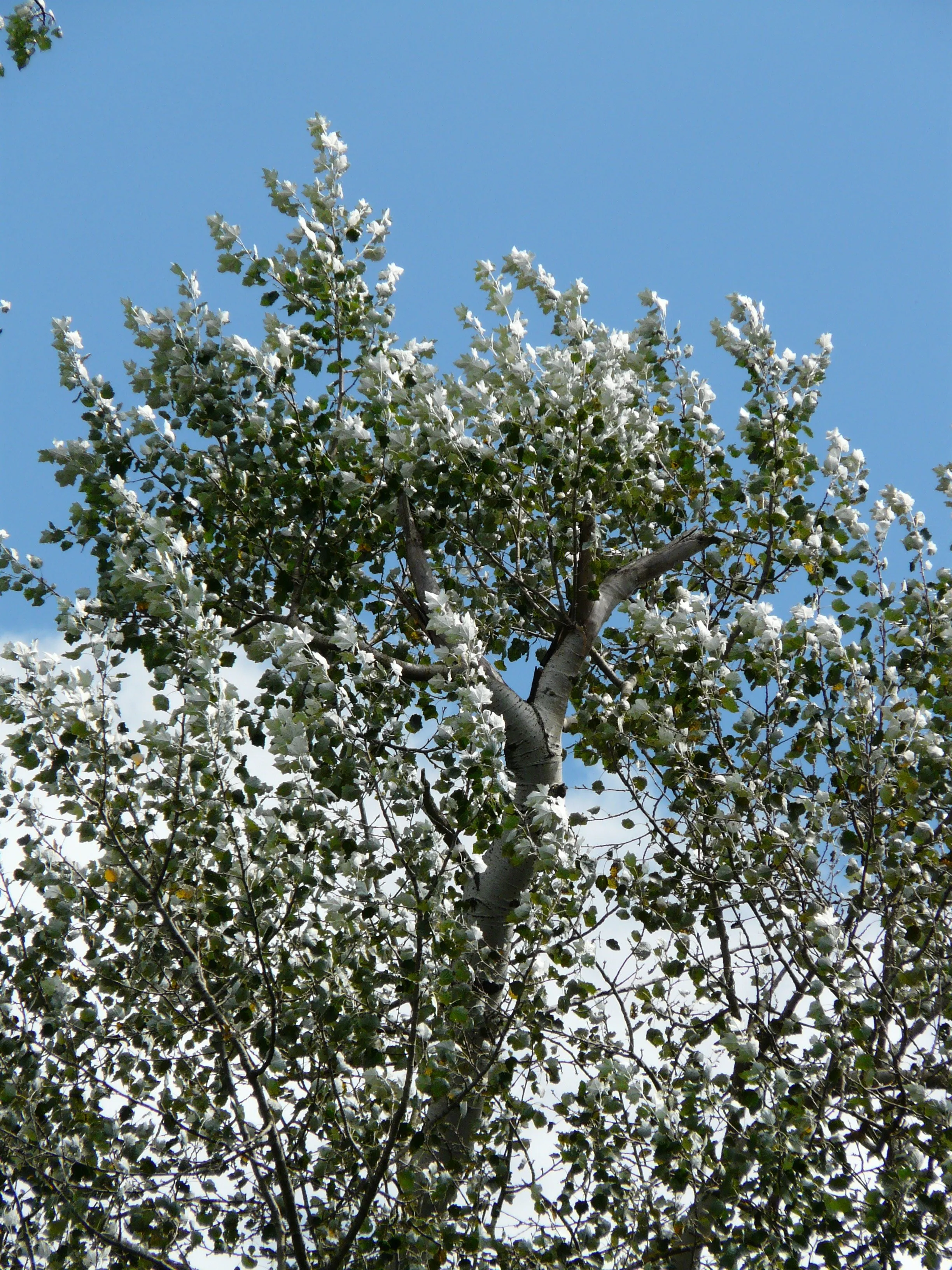 Манга маленький белый тополь. Populus Alba Тополь белый. Populus Alba Тополь белый серебристый. Populus Alba Тополь белый листья.