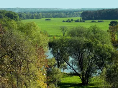 Изображения тополя московского: красота природы в одном месте