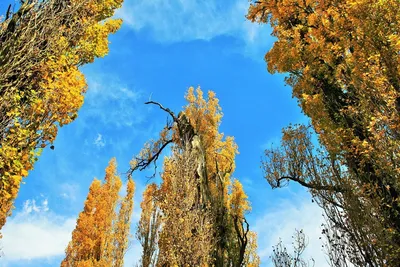 Картинки тополя московского: красота природы на вашем экране
