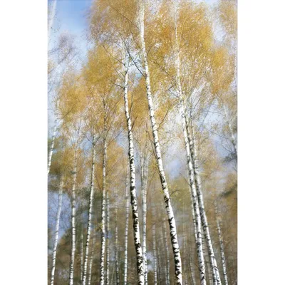 Фото Тополя московского среди других деревьев