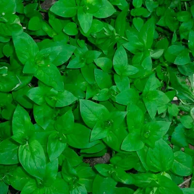 Звездчатка-мокрица – лекарственная трава с огородной межи | Трава,  Растения, Мокрица