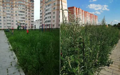 Какой вид рулонного газона выбрать для дома и дачи | Park Decor