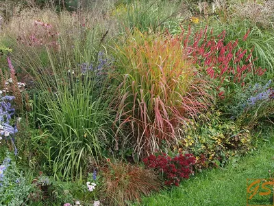 Фотография идеального сада: как сочетать травяные грядки и спиреи