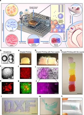 A Lab Just 3D-Printed a Neural Network of Living Brain Cells | WIRED