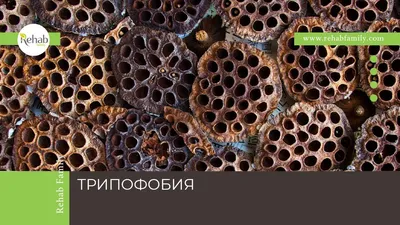 Картинки на тему #трипофобия - в Шедевруме