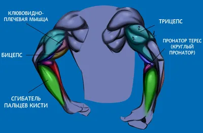 Трицепс руки: изображение для улучшения техники тренировок