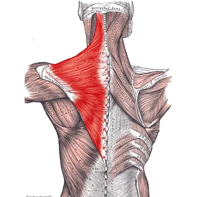 Трицепс руки: изображение для укрепления мышц после травм