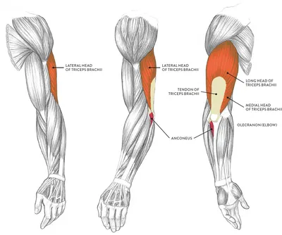 Фото трицепса руки: как правильно питаться для развития мышц