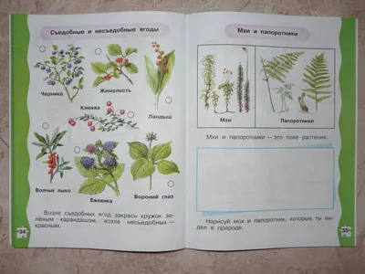 Просвещение издательство Зелёная тропинка. Пособие для детей 5-7 лет.  Плешаков А.А. - купить в ООО \"Селлер\", цена на Мегамаркет