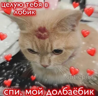 Котоматрица: Тебя я в носик поцелую И обниму так нежно-нежно... Пока ж об  этом ты мечтаешь, Я