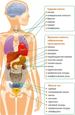 Внутренние органы человека (ID#1580099920), цена: 120 ₴, купить на Prom.ua