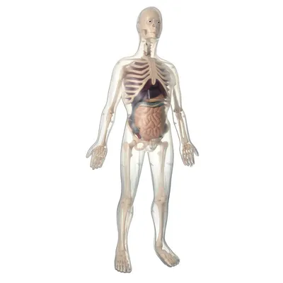 Скелет человека с органами купить – цена от ElizLabs