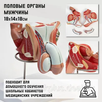Бандаж при опущении органов малого таза (id 95964157), купить в Казахстане,  цена на Satu.kz