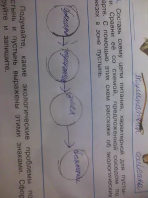 Составь схему цепи питания,характерной для пустыни. - Школьные Знания.com