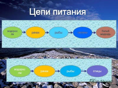 Страница 119 — ГДЗ по Окружающему миру для 4 класса Учебник Плешаков А.А.  Часть 1. - ГДЗ РЕД