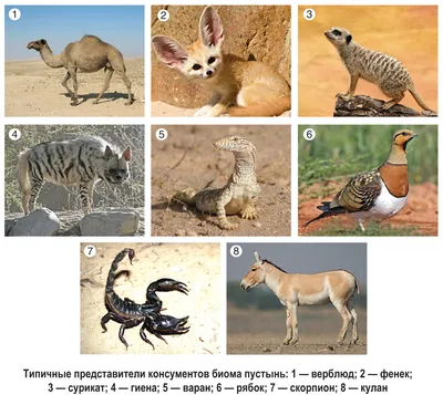 Цепь питания в пустыне картинки фотографии