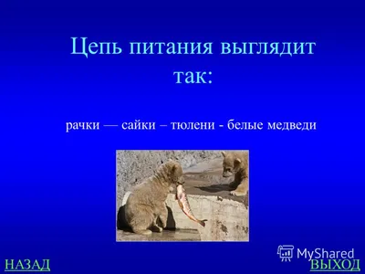 Страница 119 — ГДЗ по Окружающему миру для 4 класса Учебник Плешаков. Часть  1 (решебник) - GDZwow