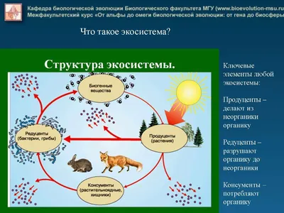 48—6. Биом пустынь: Продуценты