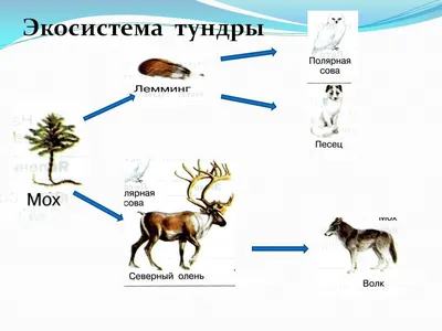 Составить простые цепи питания для арктической пустыни, тундры и тайги. -  Школьные Знания.com