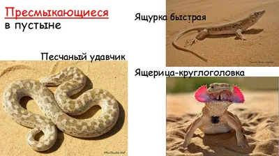 Животные пустыни