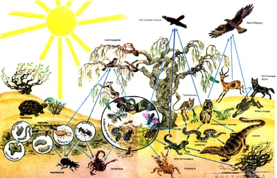 сделать схему питания пустыни 4 класс окружающий мир - Школьные Знания.com
