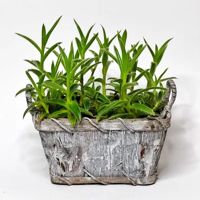 Цианотис на фото: создайте уникальный стиль в своем доме с помощью этого красивого растения