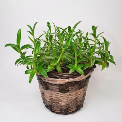 Изображение Цианотис: как правильно выбрать и купить это растение для вашего дома