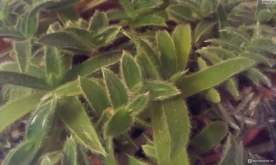 Изображение Цианотис: как правильно ухаживать за этим растением, чтобы оно долго радовало глаз и дарило положительные эмоции.