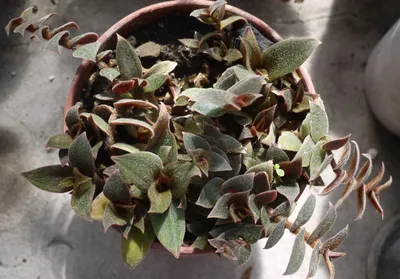 Цианотис на фото: как вырастить это красивое растение в домашних условиях